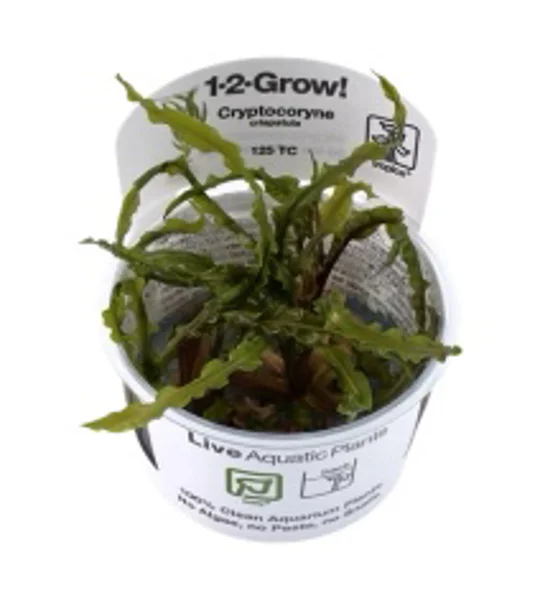 Cryptocoryne crispatula 1-2-Grow