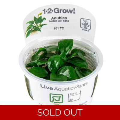 Anubias barteri nana 1-..