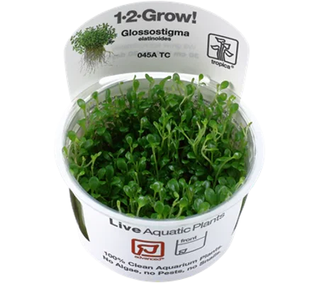 Glossostigma elatinoides 1-2-Grow