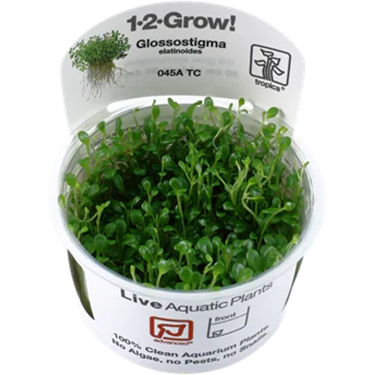 Glossostigma elatinoides 1-2-Grow