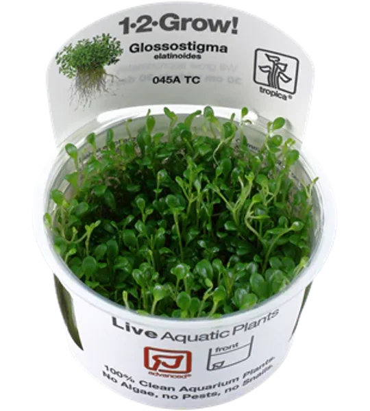 Glossostigma elatinoides 1-2-Grow