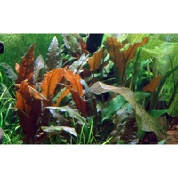 Cryptocoryne wendtii 'Mi Oya' 1-2-Grow