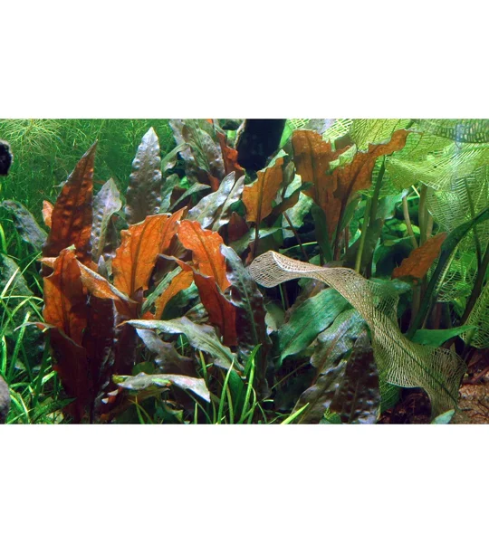 Cryptocoryne wendtii 'Mi Oya' 1-2-Grow