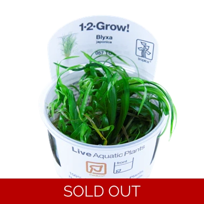 Blyxa japonica 1-2-Grow