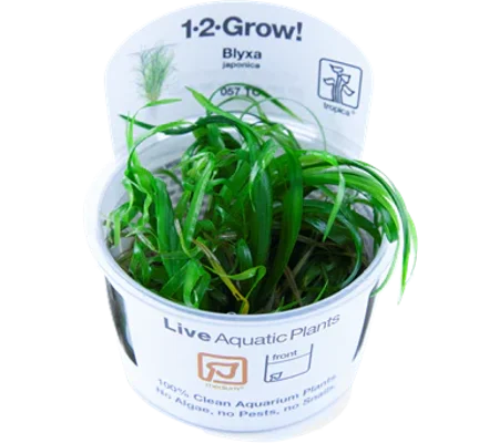 Blyxa japonica 1-2-Grow