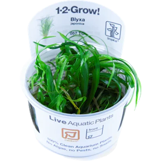 Blyxa japonica 1-2-Grow