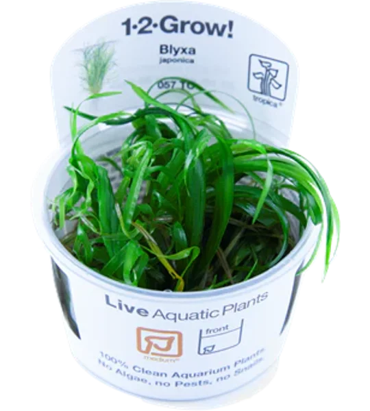 Blyxa japonica 1-2-Grow