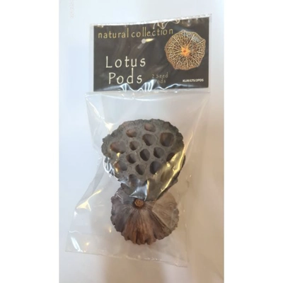 Natural Collection Lotus Pods Natural Collection Lotus Pods