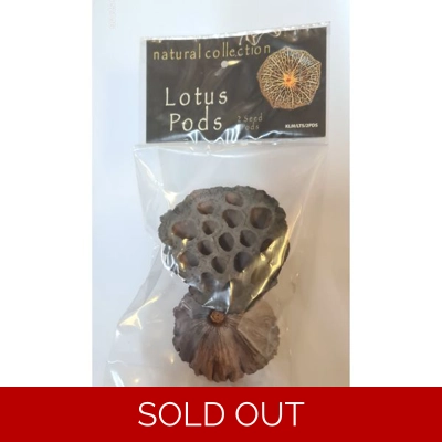 Natural Collection Lotus Pods