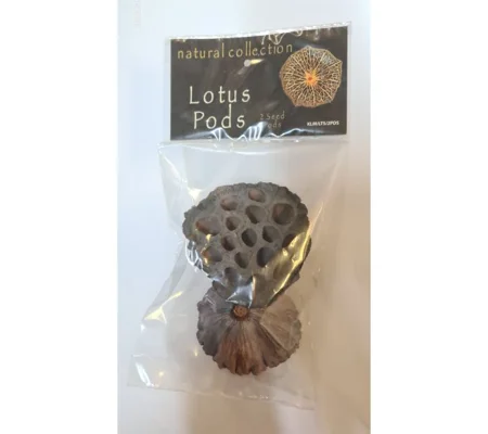 Natural Collection Lotus Pods