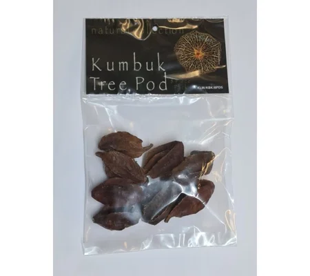 Natural Collection Kumbuk Tree Pods