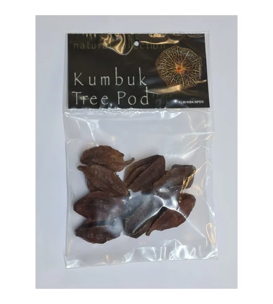 Natural Collection Kumbuk Tree Pods
