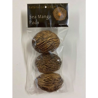 Natural Collection Sea Mango Pods Natural Collection Sea Mango Pods