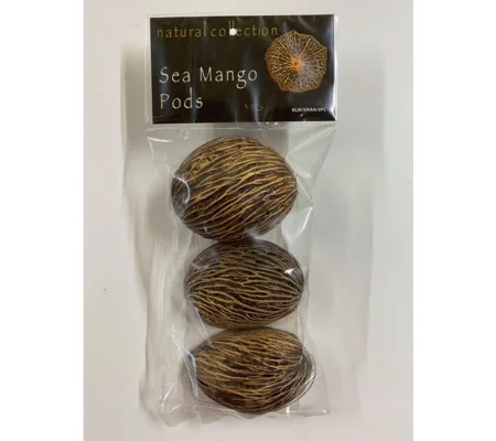 Natural Collection Sea Mango Pods