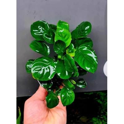 Anubias coin leaf