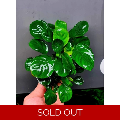 Anubias coin leaf