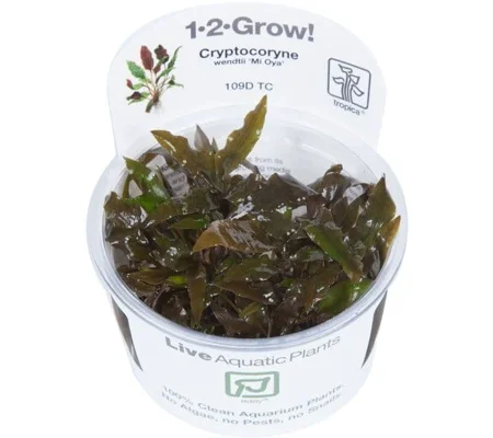 Cryptocoryne wendtii 'Mi Oya' 1-2-Grow