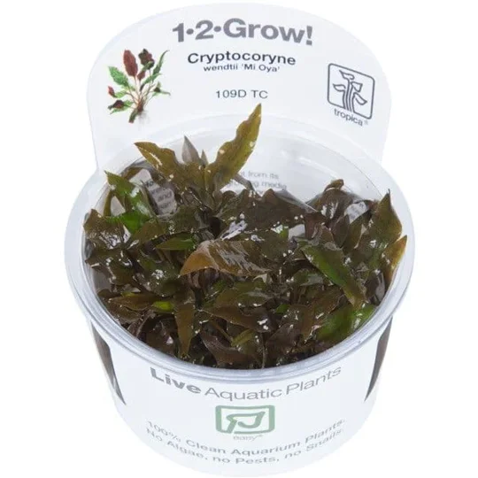 Cryptocoryne wendtii 'Mi Oya' 1-2-Grow