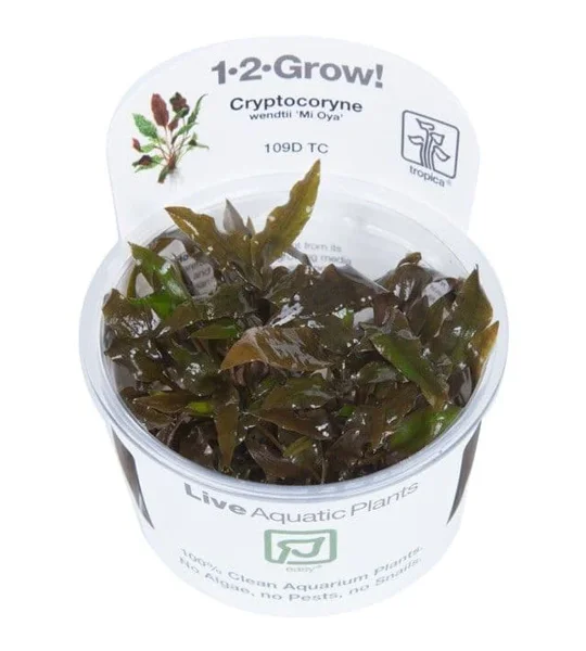 Cryptocoryne wendtii 'Mi Oya' 1-2-Grow