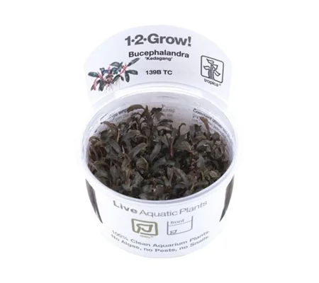 Bucephalandra 'Kedagang' 1-2-Grow
