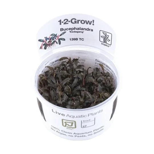Bucephalandra 'Kedagang' 1-2-Grow