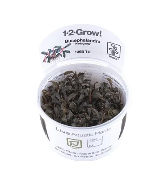 Bucephalandra 'Kedagang' 1-2-Grow
