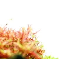 Chihiros LED Light Background 45x30cm