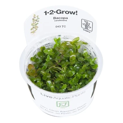 Bacopa caroliniana 1-2-Grow