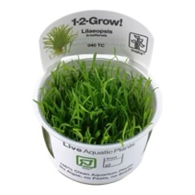 Lilaeopsis brasiliensis 1-2-Grow