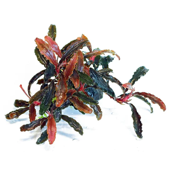Bucephalandra 'Kedagang' 1-2-Grow