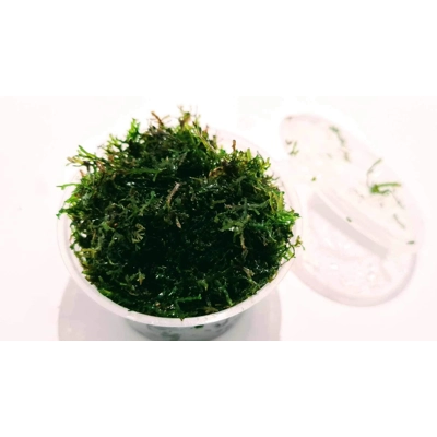 Riccardia chamedryfolia (Corel moss) cup