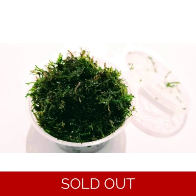 Riccardia chamedryfolia (Corel moss) cup