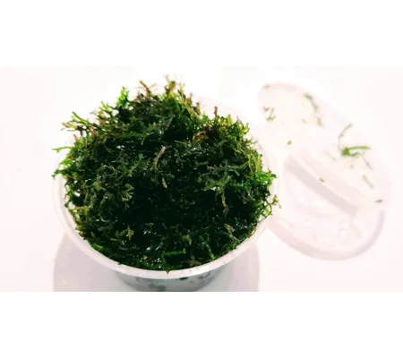Riccardia chamedryfolia (Corel moss) cup