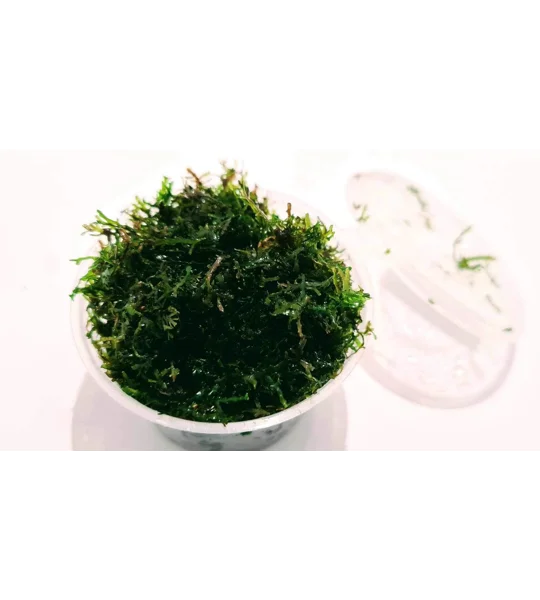 Riccardia chamedryfolia (Corel moss) cup
