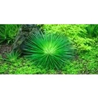 Eriocaulon cinereum 1-2-Grow