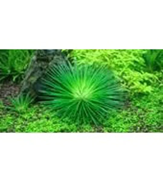Eriocaulon cinereum 1-2-Grow