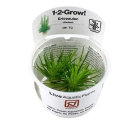 Eriocaulon cinereum 1-2-Grow