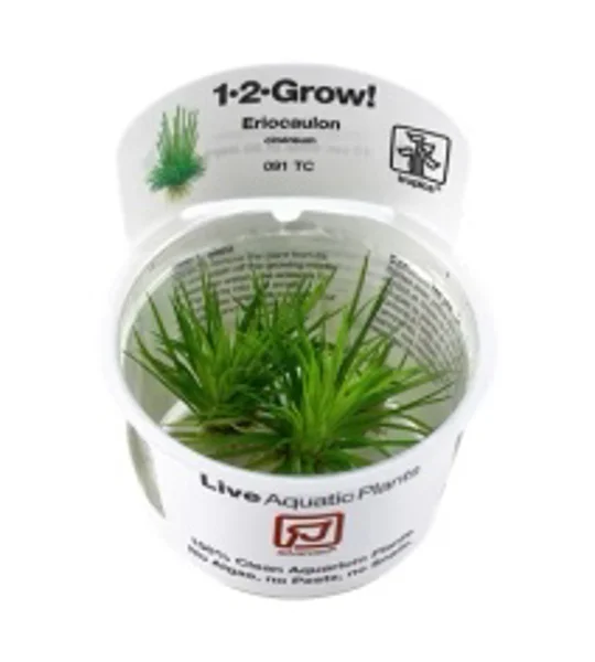 Eriocaulon cinereum 1-2-Grow