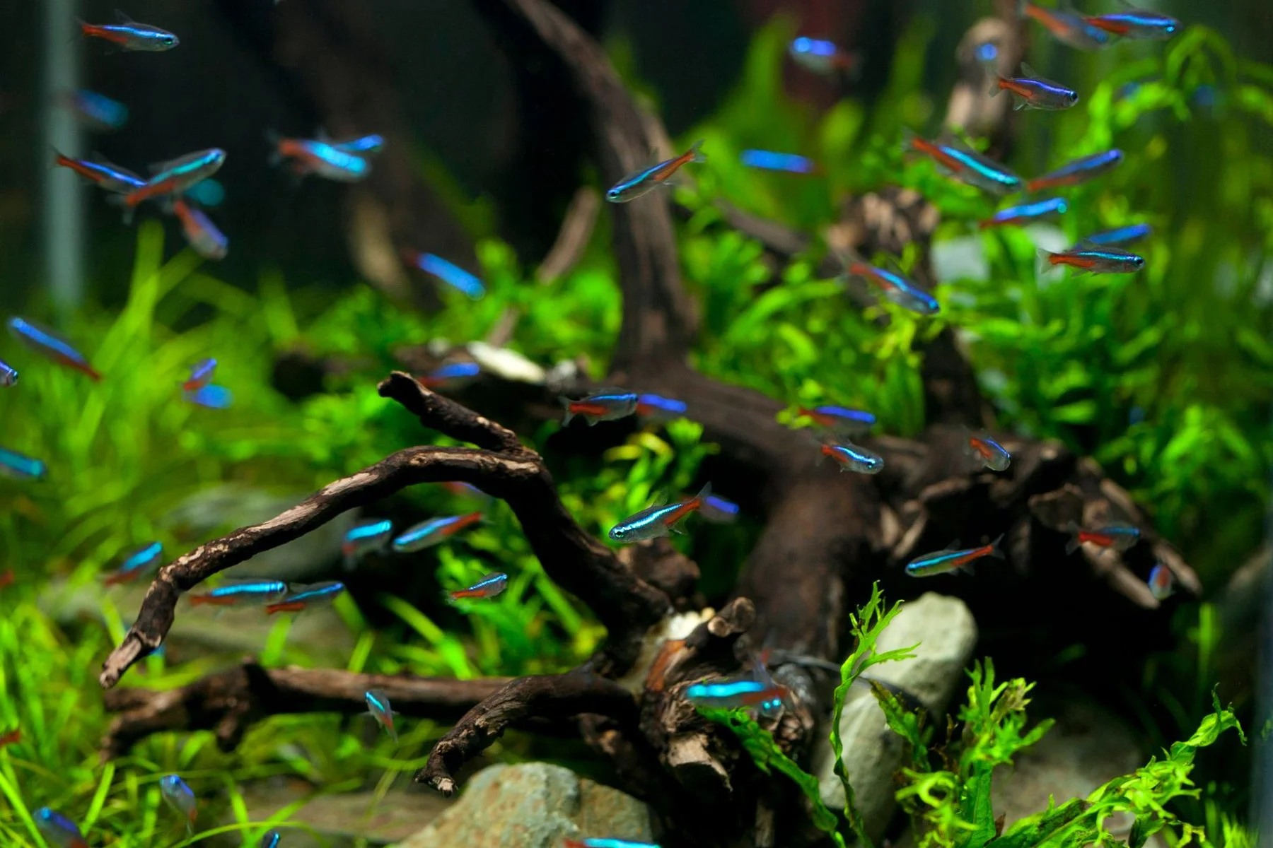 Neon tetras among driftwood and moss in a planted aquarium