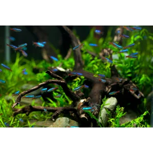 Aquascaping & Hardscape