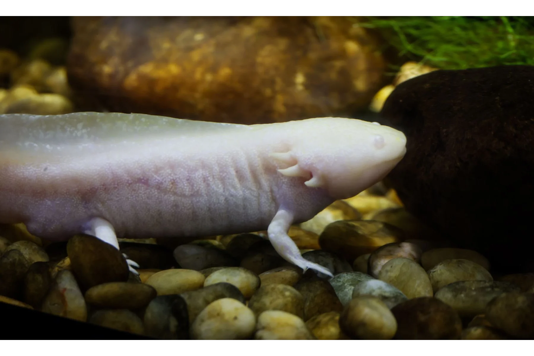An albino axolotl resting on aquarium gravel