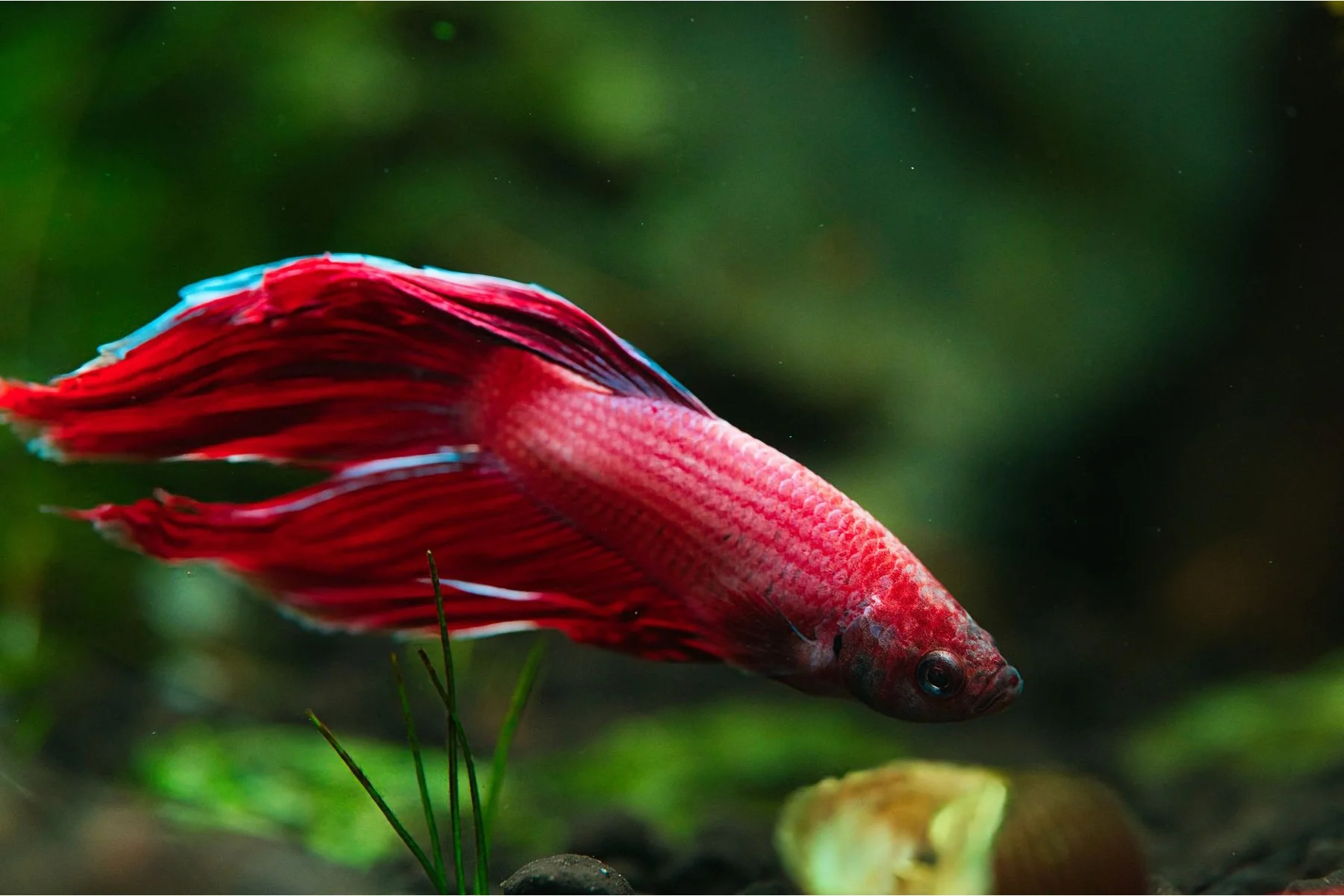 A red betta in a planted aquarium