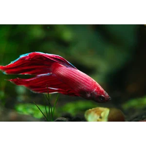 Aquariums & Terrariums