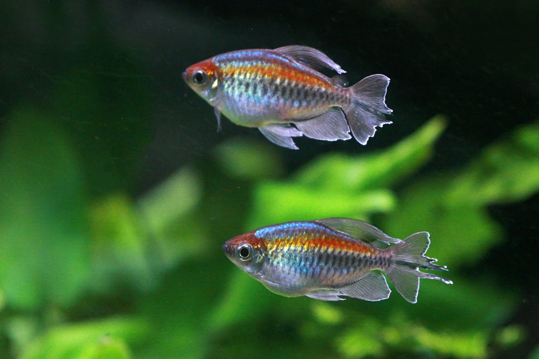 Congo tetras swimming in a planted tank