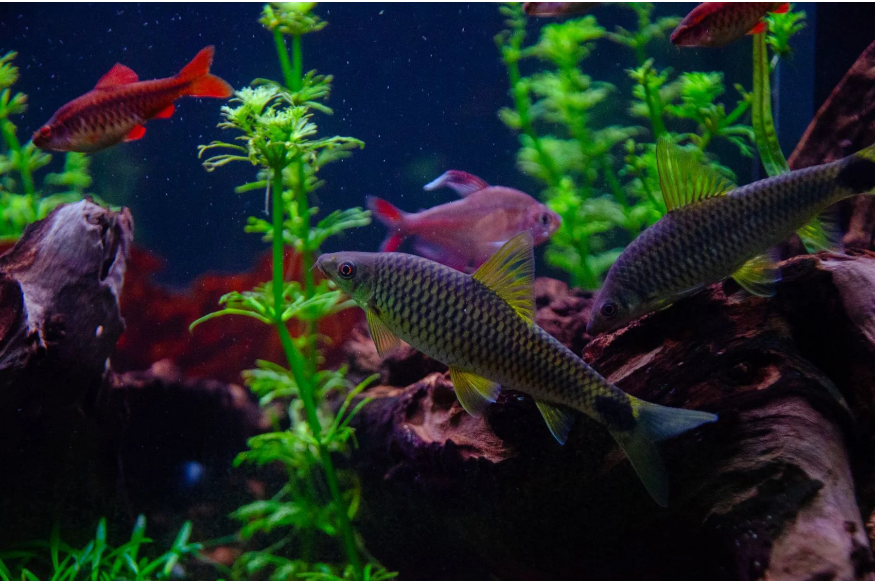 A planted aquarium under aquarium lighting