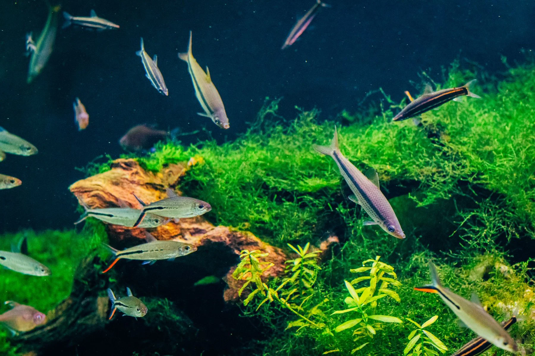 A densely planted freshwater aquarium