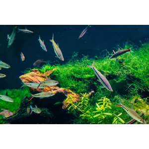 Plants, Ferts & CO2