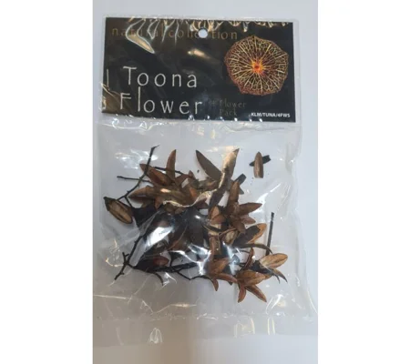 Natural Collection Toona Flowers