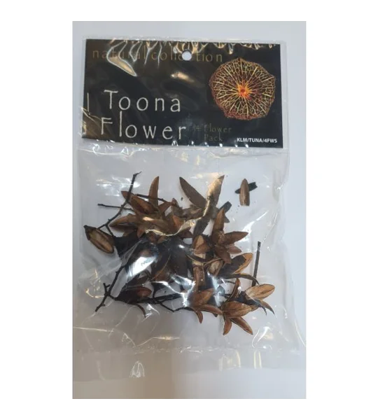 Natural Collection Toona Flowers