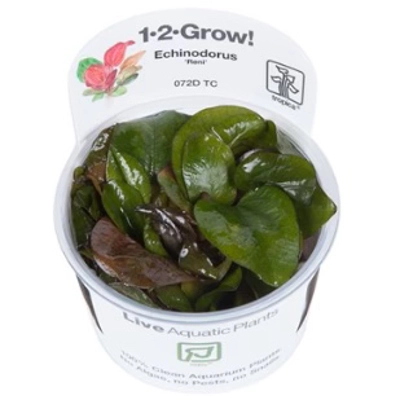 Echinodorus 'Reni' 1-2-Grow